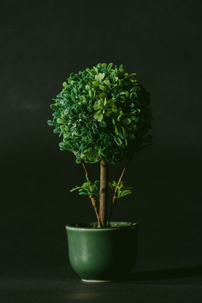 green leafed bonsai tree against black background