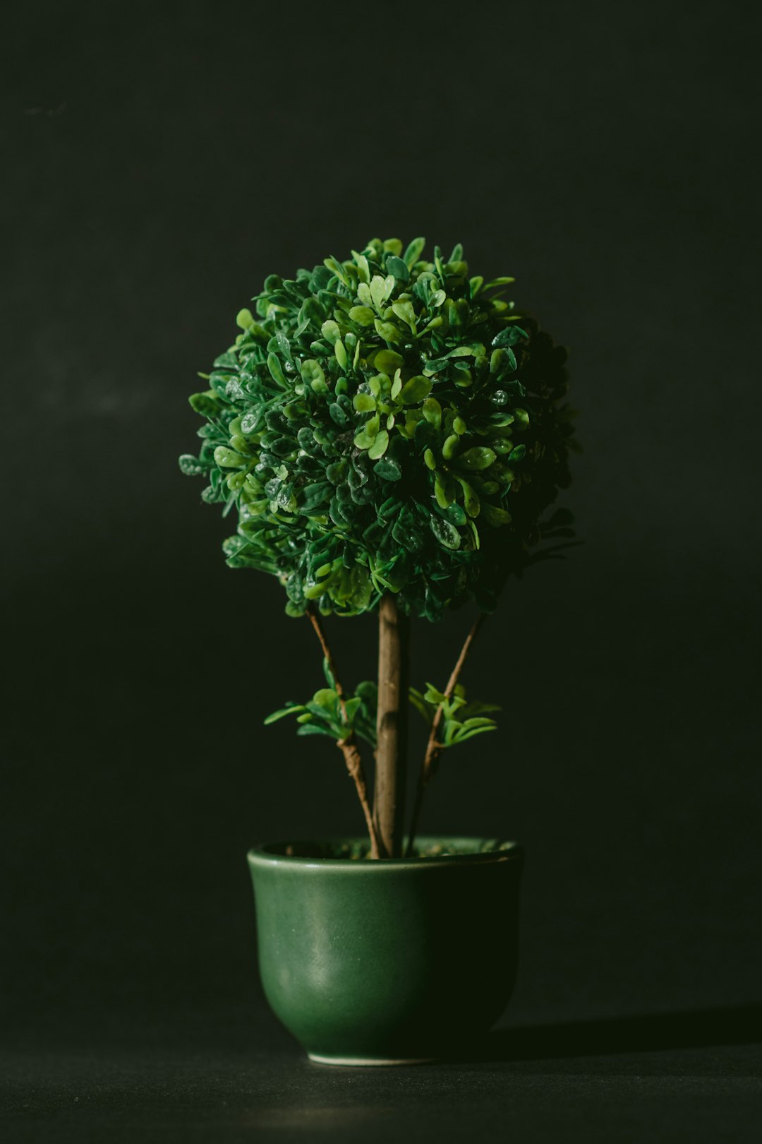 green leafed bonsai tree against black background