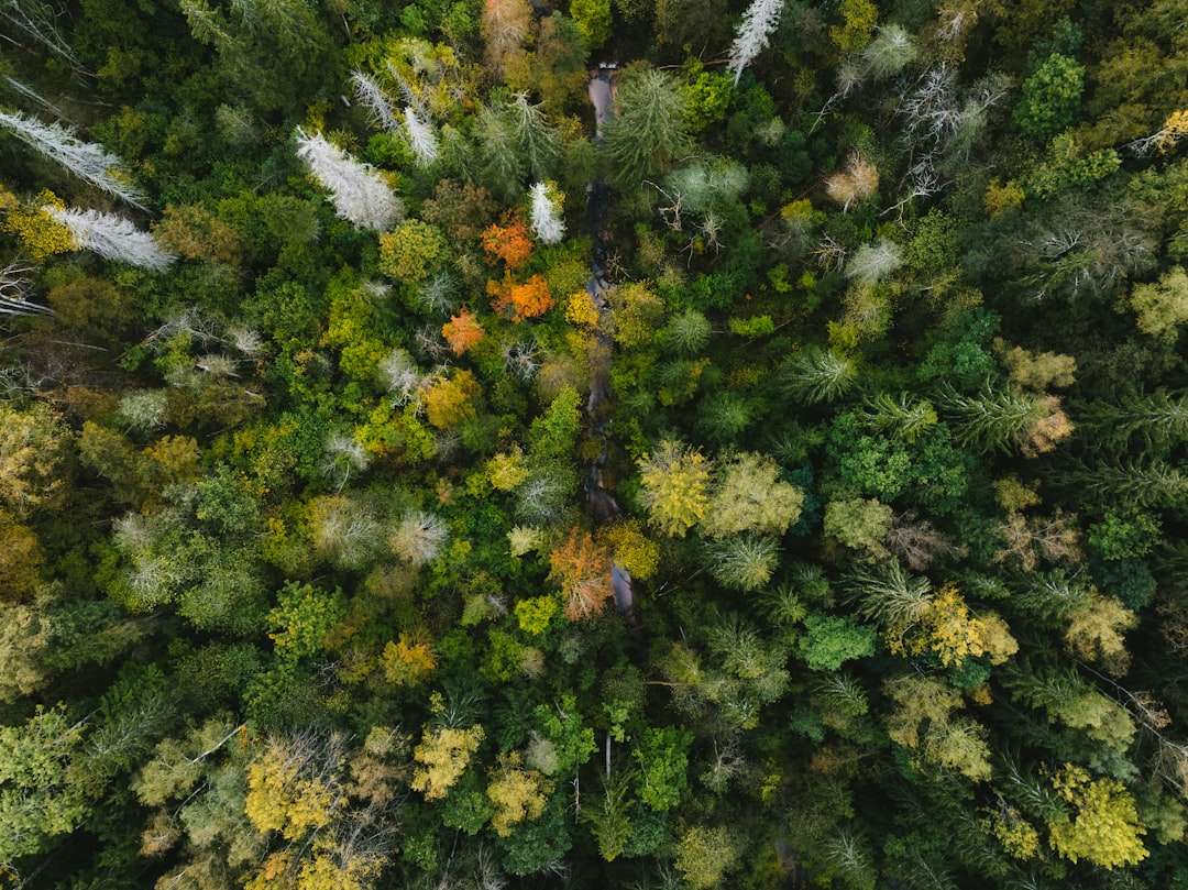 Aerial view of a dense forest with autumn foliage.